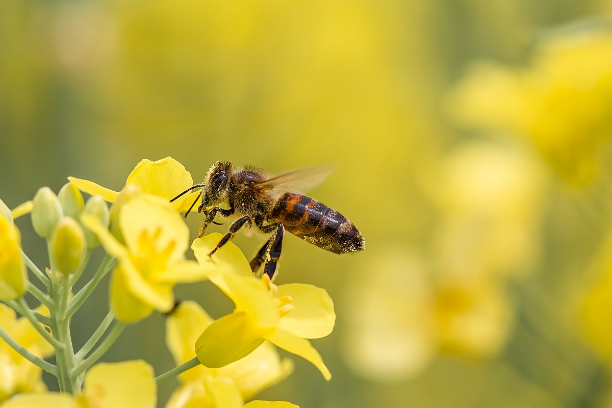 Why-calling-bee-removal-services-in-Orange-County-is-necessary-to-help-bees