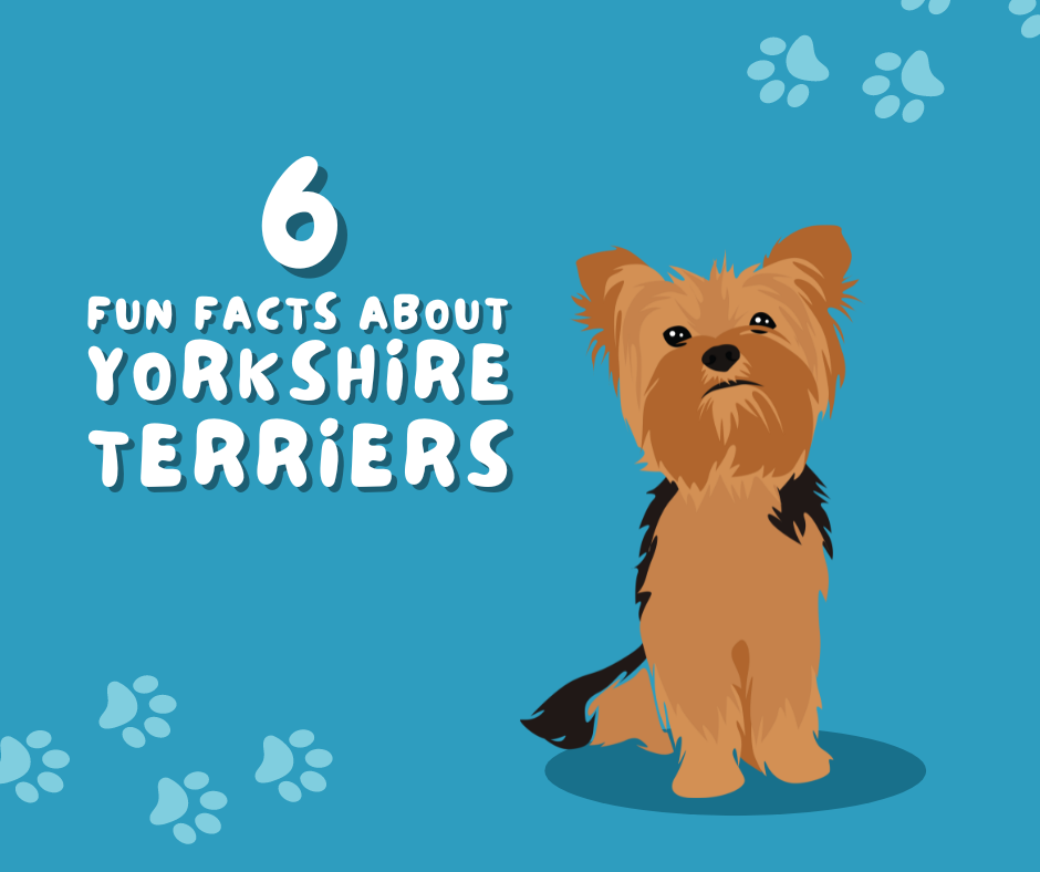 6 Fun Facts About Yorkshire Terriers!