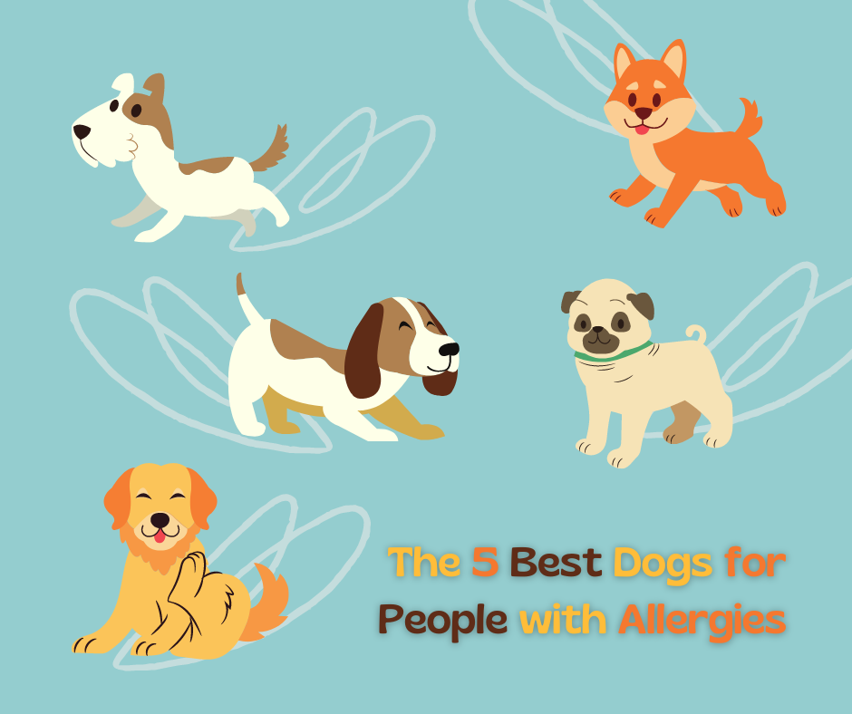 Beat dog allergies with these puppers that are good for you!