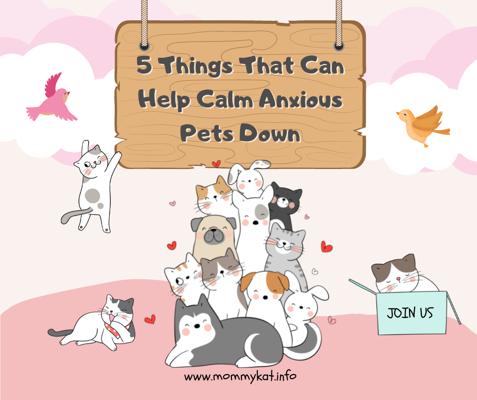5 Things That Can Help Calm Anxious Pets Down