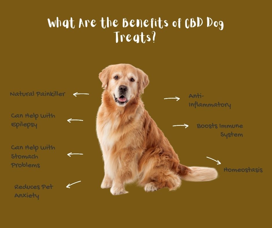 some-of-the-benefits-of-cbd-dog-treats-you-need-to-know