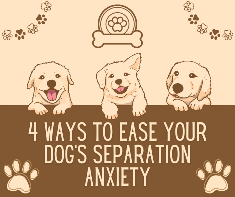 Find out how to ease your pupper's separation anxiety here.