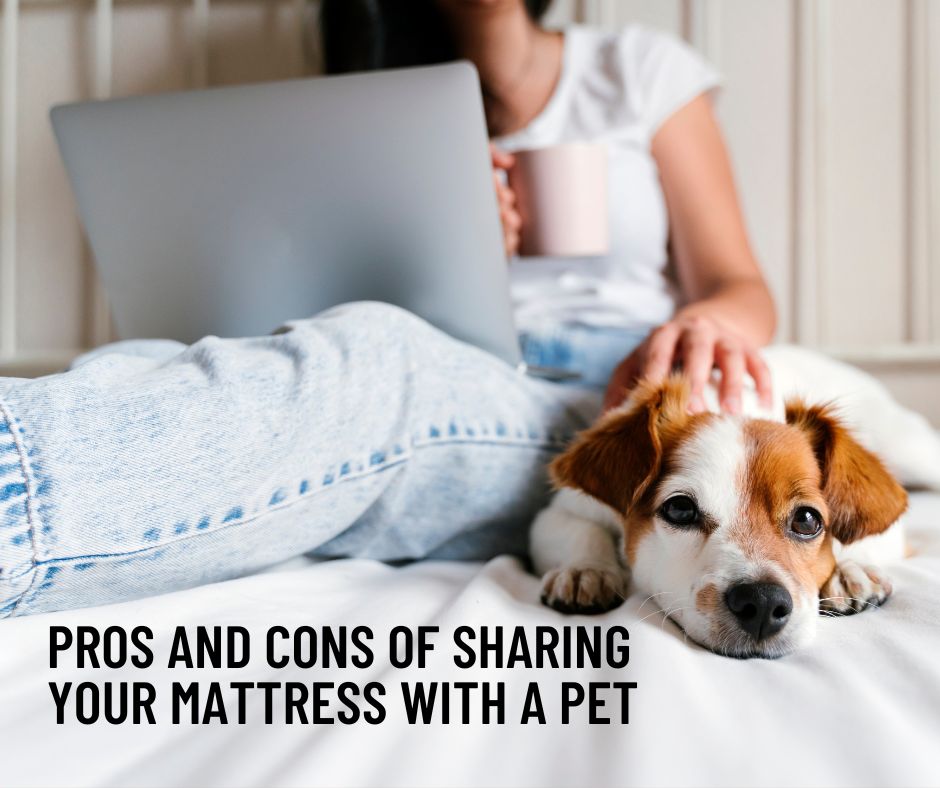 factors-to-consider-when-sharing-a-san-diego-mattress-with-a-pet-Facebook-Post-Landscape