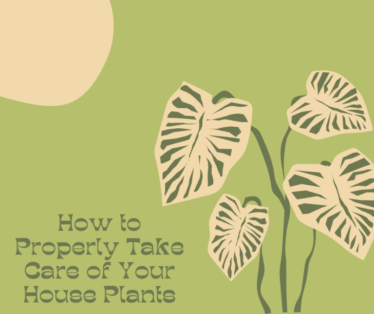 Take care of your house plants the right way!